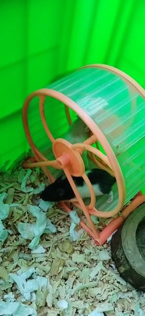 Hamster Bear Baby HCM có ship. Mua bán Thú cưng khác tại Huyện Hóc Môn Tp Hồ Chí Minh được đăng bởi Quyên hình 1