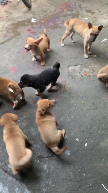 CHÓ BẢN MÔNG CỘC HƠN 1 THÁNG. Mua bán Chó tại Quận Hoàng Mai Hà Nội được đăng bởi HÀ UYỂN NHI  hình 1