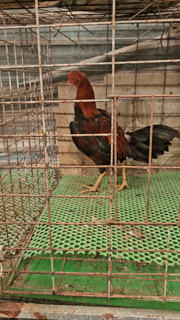 Gà trống tre asil bobby 6-7 tháng. Mua bán Gà tại Huyện Ba Tri Bến Tre được đăng bởi Nhân Phúc Phạm hình 1