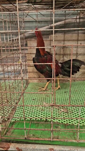 Gà trống tre asil bobby 6-7 tháng. Mua bán Gà tại Huyện Ba Tri Bến Tre được đăng bởi Nhân Phúc Phạm hình 1