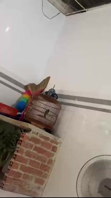 Chim Thanh Tước Xanh lá Không tật lỗi 3 mùa. Mua bán Chim tại Huyện Đức Hòa Long An được đăng bởi Hí hình 1