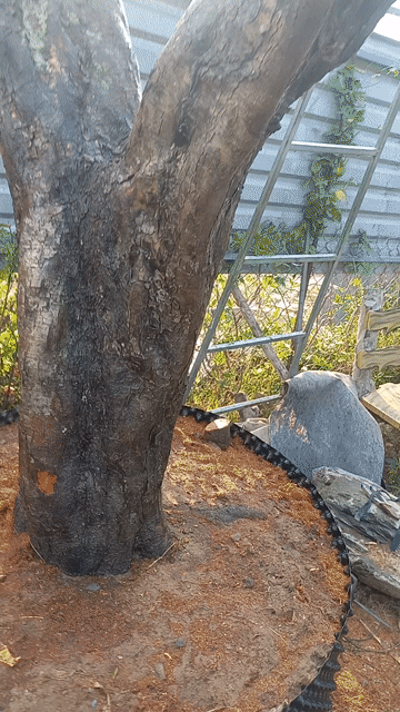 Cây cảnh Khế chua dáng đẹp trồng chậu. Mua bán Cây cảnh, đồ trang trí tại Quận Cẩm Lệ Đà Nẵng được đăng bởi vinh hình 1