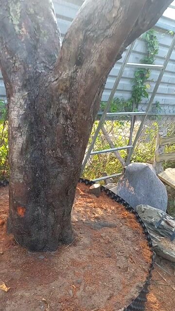 Cây cảnh Khế chua dáng đẹp trồng chậu. Mua bán Cây cảnh, đồ trang trí tại Quận Cẩm Lệ Đà Nẵng được đăng bởi vinh hình 1