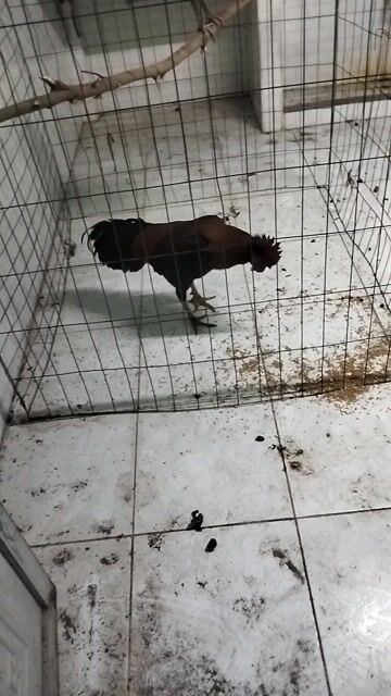 Gà tơ 3.5kg Nâu đen Đực. Mua bán Gà tại Huyện Đức Hòa Long An được đăng bởi Nguyễn Thảo hình 1