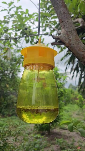 Bình nhử côn trùng Nhựa Vàng. Mua bán Đồ chuyên dụng, Giống nuôi trồng tại Thị xã Bến Cát Bình Dương được đăng bởi anh tranquoc hình 1