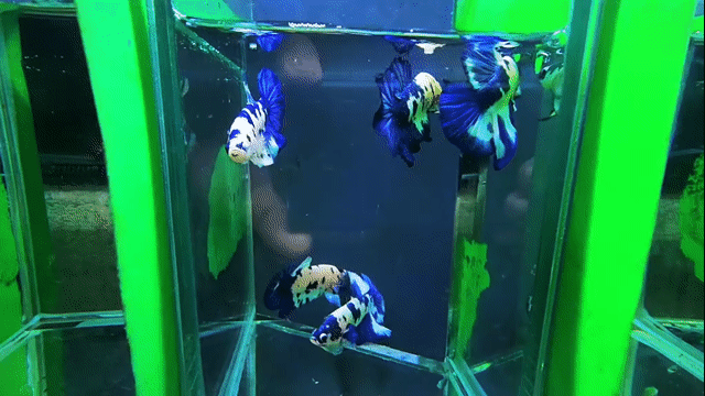 Cá Betta marble dot Xanh, trắng, đen. Mua bán Thú cưng khác tại Thị xã Tân Uyên Bình Dương được đăng bởi Bình Mai Betta Shop hình 1