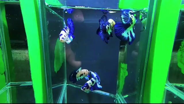 Cá Betta marble dot Xanh, trắng, đen. Mua bán Thú cưng khác tại Thị xã Tân Uyên Bình Dương được đăng bởi Bình Mai Betta Shop hình 1