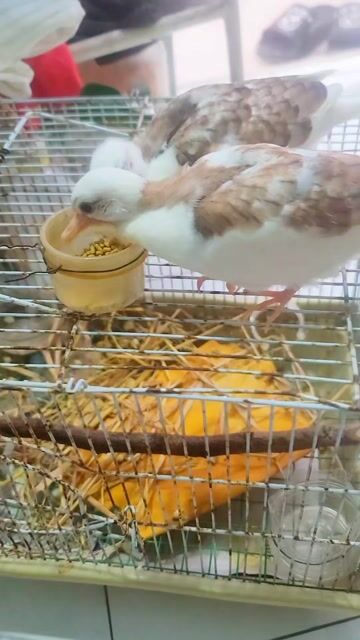 Chim Cu Thái Vân hoa Lứa đầu tiên. Mua bán Chim tại Huyện Cần Đước Long An được đăng bởi binh hình 1