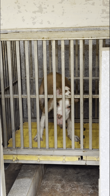 Chó Pitbull đực 5 tháng (***). Mua bán Chó tại Quận 6 Tp Hồ Chí Minh được đăng bởi my hình 1