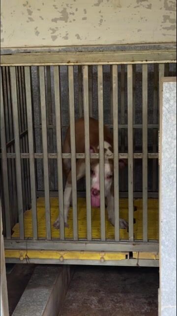 Chó Pitbull đực 5 tháng (***). Mua bán Chó tại Quận 6 Tp Hồ Chí Minh được đăng bởi my hình 1