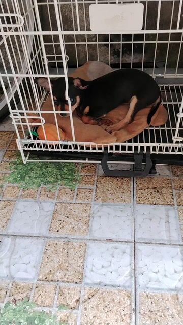 Chihuahua. Mua bán Chó tại Thành phố Bến Tre Bến Tre được đăng bởi Lão Hí hình 1