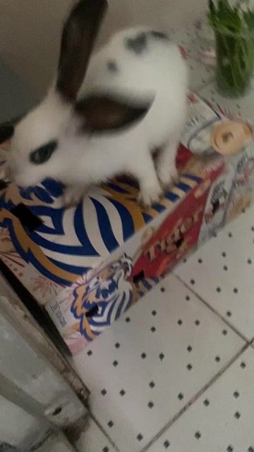 thỏ new. Mua bán Thú cưng khác tại Quận Bình Tân Tp Hồ Chí Minh được đăng bởi Trọng 63Shop hình 1