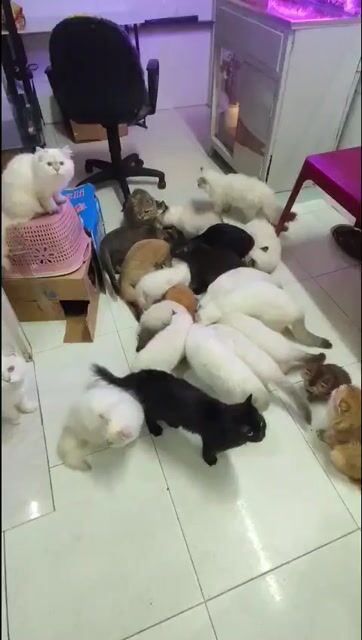 Mèo Anh thuần chủng tìm nhà mới. Mua bán Mèo tại Quận Bình Tân Tp Hồ Chí Minh được đăng bởi Phương Anh hình 1