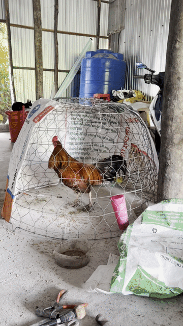 Gà trống Nâu đỏ Đực 3.3kg. Mua bán Gà tại Huyện Long Phú Sóc Trăng được đăng bởi mây mây gà cỏ hình 1