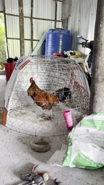 Gà trống Nâu đỏ Đực 3.3kg. Mua bán Gà tại Huyện Long Phú Sóc Trăng được đăng bởi mây mây gà cỏ hình 1