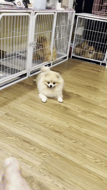 Chó Phốc Sốc Pomeranian Cái Kem tháng. Mua bán Chó tại Quận Gò Vấp Tp Hồ Chí Minh được đăng bởi Trần Phúc hình 1