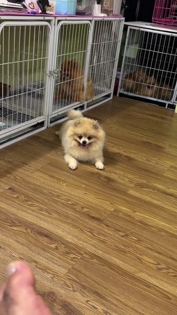 Chó Phốc Sốc Pomeranian Cái Kem tháng. Mua bán Chó tại Quận Gò Vấp Tp Hồ Chí Minh được đăng bởi Trần Phúc hình 1
