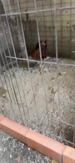 Gà mái hach bán hoặc gl tre bắc. Mua bán Gà tại Quận Tân Phú Tp Hồ Chí Minh được đăng bởi nhat hình 1