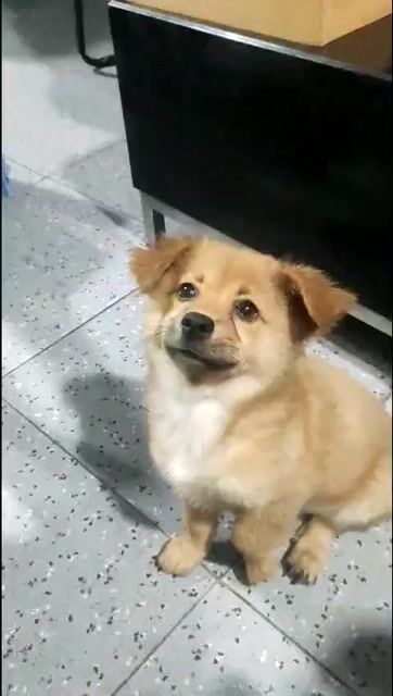Chó ta lai 3 tháng tuổi. Mua bán Chó tại Huyện Cần Giuộc Long An được đăng bởi NgoThanh Nhan  hình 1
