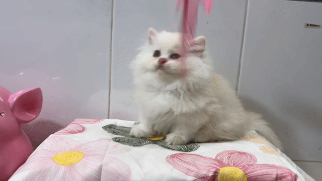 Mèo Cream Munchkin Longhair cái tìm chủ ( có fix) . Mua bán Mèo tại Quận Gò Vấp Tp Hồ Chí Minh được đăng bởi Thảo Nguyễn hình 1