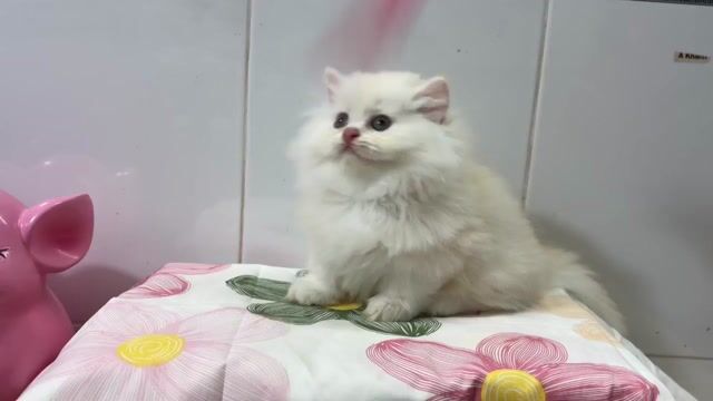 Mèo Cream Munchkin Longhair cái tìm chủ ( có fix) . Mua bán Mèo tại Quận Gò Vấp Tp Hồ Chí Minh được đăng bởi Thảo Nguyễn hình 1