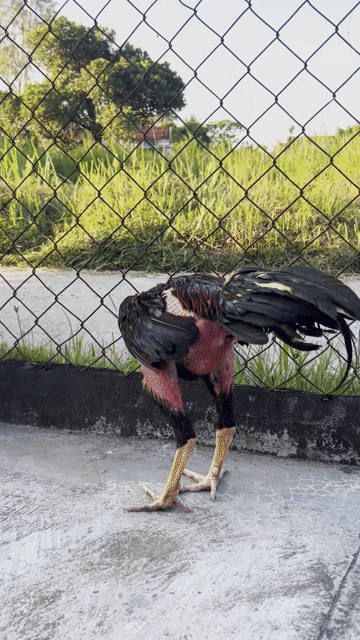 Gà đòn Đen Đỏ Đực. Mua bán Gà tại Huyện Tây Hòa Phú Yên được đăng bởi lê văn công hình 1