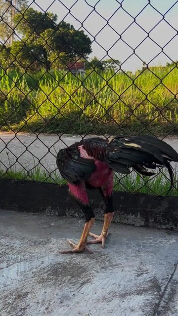 Gà đòn Đen Đỏ Đực. Mua bán Gà tại Huyện Tây Hòa Phú Yên được đăng bởi lê văn công hình 1