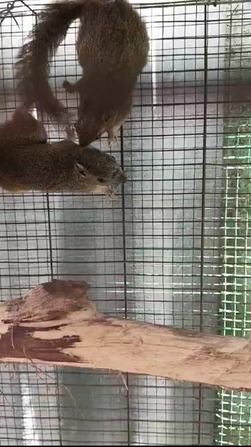 sóc bông. Mua bán Thú cưng khác tại Huyện Bình Chánh Tp Hồ Chí Minh được đăng bởi Phan Ngọc Thoại  hình 1