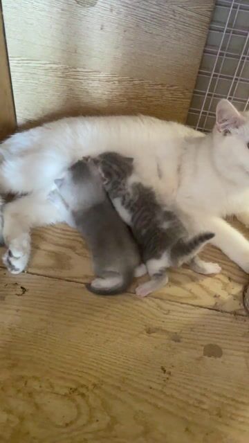 Mèo con đực 20 ngày tuổi. Mua bán Mèo tại Quận 8 Tp Hồ Chí Minh được đăng bởi Đặng Tùng hình 1