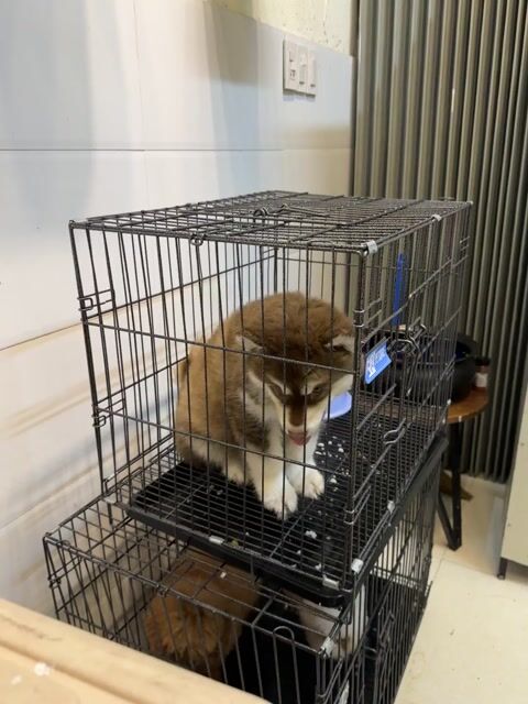 Chó Alaska đực. Mua bán Chó tại Quận Cẩm Lệ Đà Nẵng được đăng bởi Nguyễn Hữu Anh Vũ hình 1