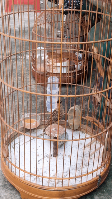 Chim Sơn ca hót giọng dài. Mua bán Chim tại Quận Bình Tân Tp Hồ Chí Minh được đăng bởi huu duy hình 1