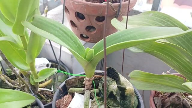 Lan ngọc diễm chậu nhỏ. Mua bán Cây cảnh, đồ trang trí tại Quận Phú Nhuận Tp Hồ Chí Minh được đăng bởi Tony Phat hình 1