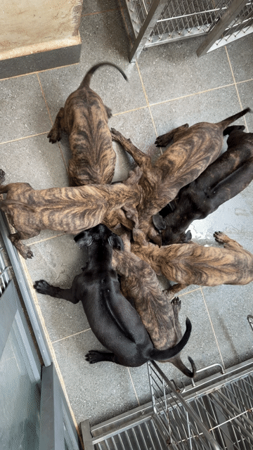 chó Phú quốc vện thuần chủng. Mua bán Chó tại Quận 12 Tp Hồ Chí Minh được đăng bởi QB SHOP PETS hình 1
