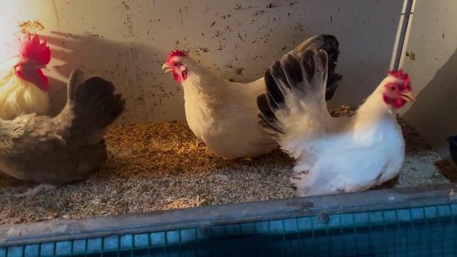 Gà cảnh Trắng Xám 4 con. Mua bán Gà tại Thị xã Phước Long Bình Phước được đăng bởi hb hình 1