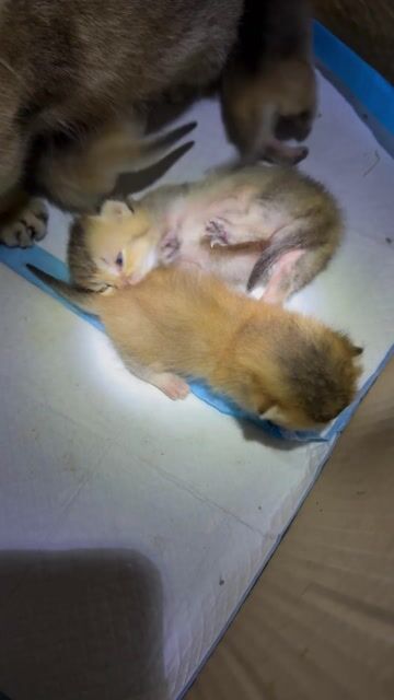 Mèo Golden chân lùn Vàng. Mua bán Mèo tại Quận Ninh Kiều Cần Thơ được đăng bởi Gia Bảo Trần hình 1