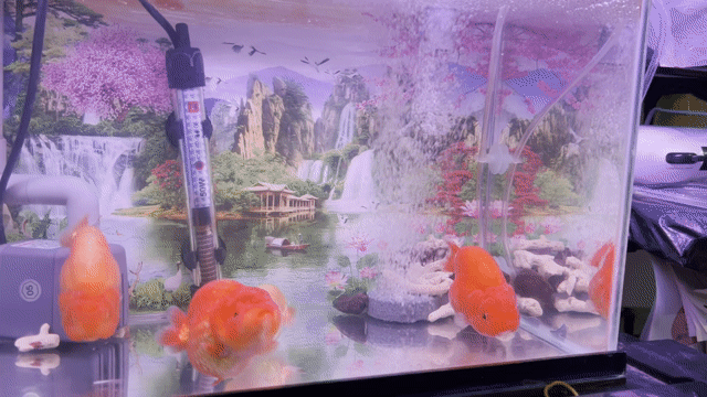 Cá Ranchu Đỏ trắng Hơn 3n. Mua bán Thú cưng khác tại Quận 8 Tp Hồ Chí Minh được đăng bởi Nguyễn Hậu hình 1