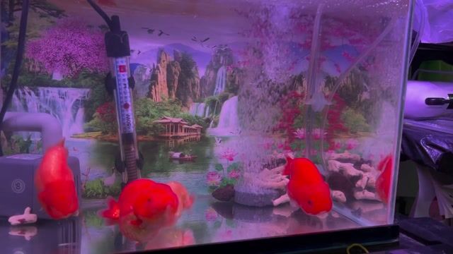 Cá Ranchu Đỏ trắng Hơn 3n. Mua bán Thú cưng khác tại Quận 8 Tp Hồ Chí Minh được đăng bởi Nguyễn Hậu hình 1