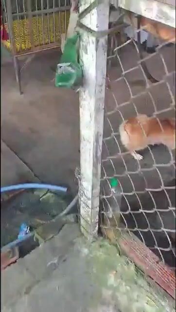 Chó Corgi cái tiêm đây đů. Mua bán Chó tại Thành phố Biên Hòa Đồng Nai được đăng bởi Mr Tit hình 1