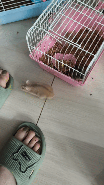 Chuột Hamster 3 con kèm lồng. Mua bán Thú cưng khác tại Quận Hoàng Mai Hà Nội được đăng bởi Tranv hình 1