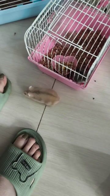 Chuột Hamster 3 con kèm lồng. Mua bán Thú cưng khác tại Quận Hoàng Mai Hà Nội được đăng bởi Tranv hình 1