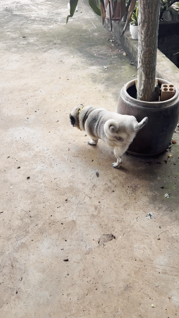 Chó Pug Đực Nâu Vàng 1 Tuổi. Mua bán Chó tại Huyện Xuyên Mộc Bà Rịa - Vũng Tàu được đăng bởi Nguyễn Văn Thanh hình 1