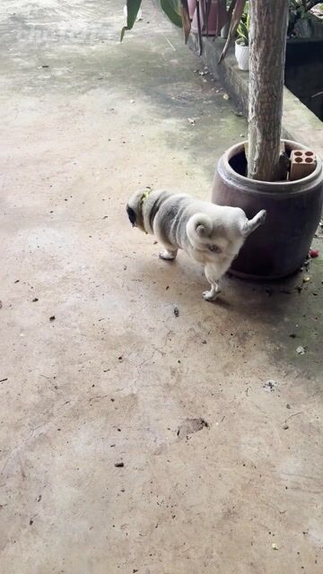 Chó Pug Đực Nâu Vàng 1 Tuổi. Mua bán Chó tại Huyện Xuyên Mộc Bà Rịa - Vũng Tàu được đăng bởi Nguyễn Văn Thanh hình 1