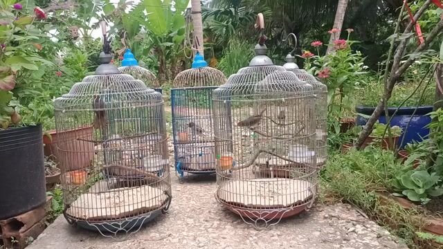 Lồng chim Kim loại Bền chắc, an toàn. Mua bán Chim tại Thành phố Bến Tre Bến Tre được đăng bởi chích chòe  hình 1