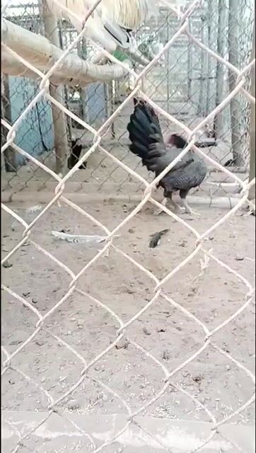 Gà Mỹ cả trống và mái. Mua bán Gà tại Huyện Mỹ Xuyên Sóc Trăng được đăng bởi Châu Minh Nhựt  hình 1