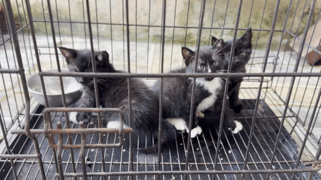 Mèo con Đen trắng Khỏe mạnh. Mua bán Mèo tại Quận Hà Đông Hà Nội được đăng bởi Thuận hình 1