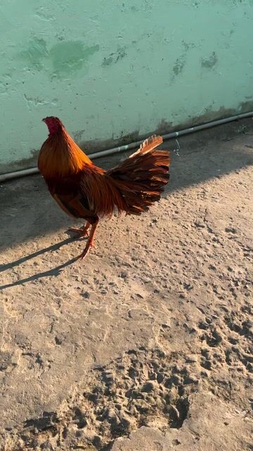 Bán gà 2k3. Mua bán Gà tại Quận Cái Răng Cần Thơ được đăng bởi gà tre hình 1