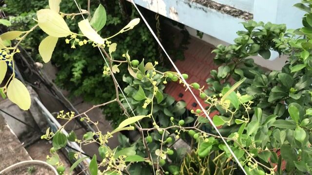 Dịch vụ chăm sóc cây xanh Sài Gòn. Dịch vụ tại Quận 8 Tp Hồ Chí Minh được đăng bởi Bến Đò Xưa hình 1