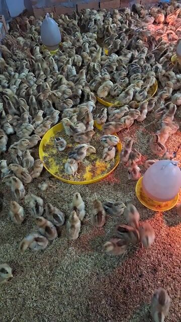 Gà giống khỏe mạnh đã chích vacxin. Mua bán Gà tại Quận 12 Tp Hồ Chí Minh được đăng bởi Lê Thị Hảo hình 1