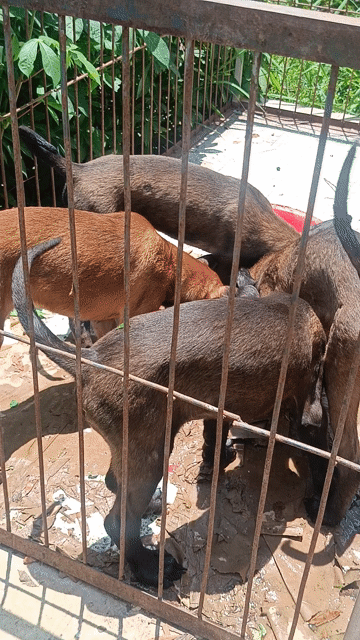 Malinois(becgie Bỉ) phả bố nhập. Mua bán Chó tại Thị xã Bến Cát Bình Dương được đăng bởi Malinois bình dương  hình 1
