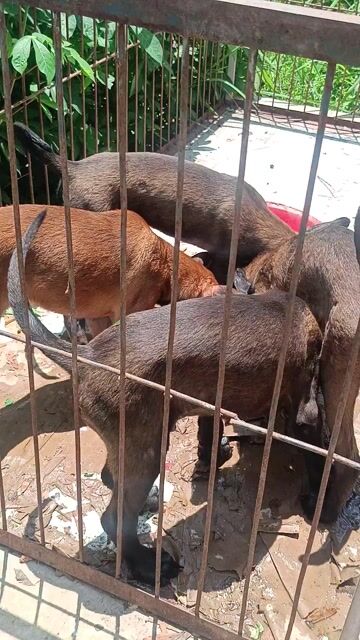 Malinois(becgie Bỉ) phả bố nhập. Mua bán Chó tại Thị xã Bến Cát Bình Dương được đăng bởi Malinois bình dương  hình 1